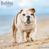 Bulldog Calendar 2025 Square Dog Breed Wall Calendar - 16 Month