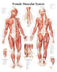 Female Muscular System, Laminated Chart