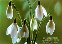 Card Box of 20 Notecards and Envelopes: Snowdrop