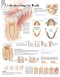 Understanding the Teeth Laminated Poster