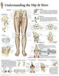 Understanding the Hip & Knee Paper Poster