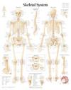 Skeletal System Paper Poster