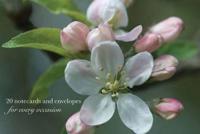 Cardbox of 20 Notecards and Envelopes: Apple Blossom